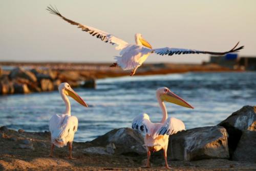 Great White-backed Pelicans captured during trip to Namibia. 